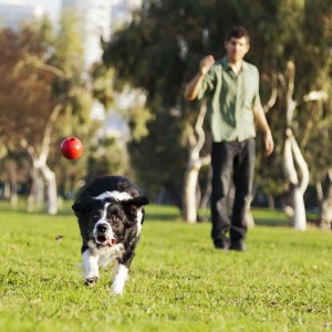 dog owner in the back ground throwing a ball to dog in the foreground