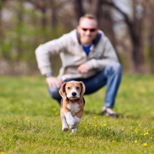 Dog owner with beagle puppy in foreground, owner in background